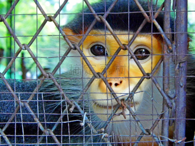 Douc Langur,叶猴,犯人,水平画幅,笼子,动物身体部位,热带雨林,特写,泰国,想法