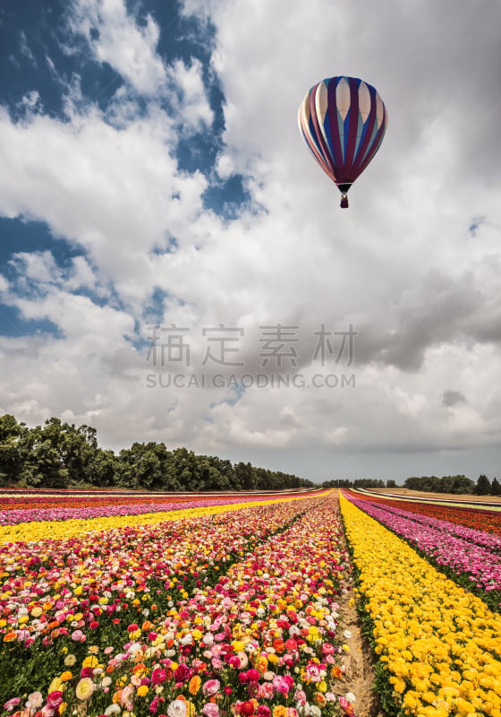 仅一朵花,田地,条纹,彩色图片,垂直画幅,加沙地带,毛莨科,户外,以色列集体农场,商业金融和工业