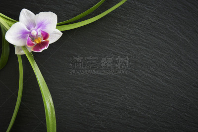 兰花,石片,健康保健,暗色,清新,背景分离,青春期,健康,平衡,禅宗