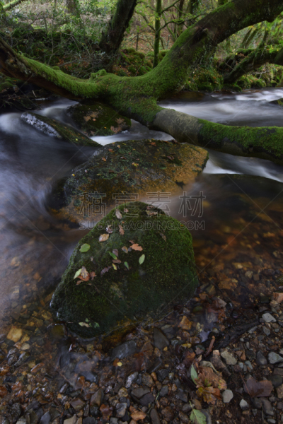 bodmin moor,河流,康沃尔,地衣,苔藓,垂直画幅,巨石,流水,无人,英国