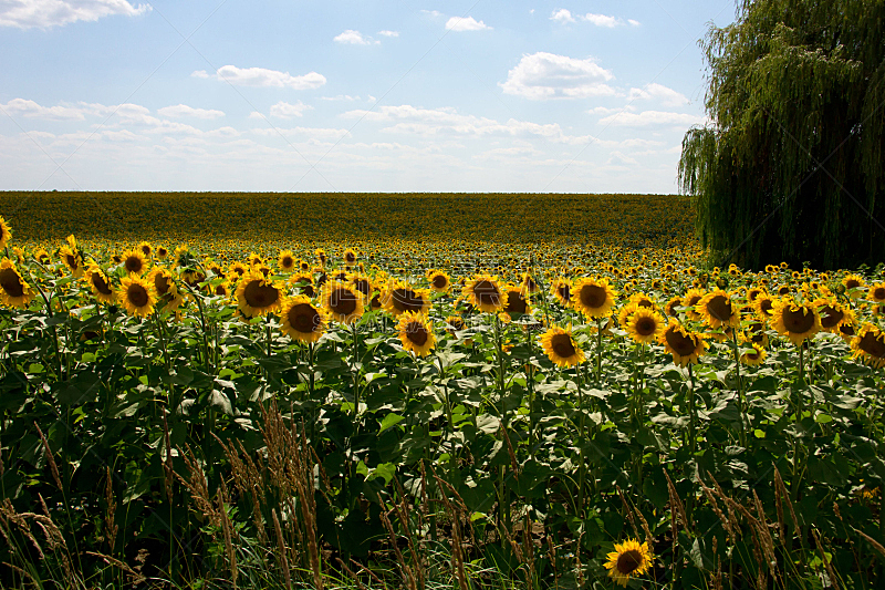 向日葵,水平画幅,匈牙利,无人,夏天,户外,永远,田地,花,摄影