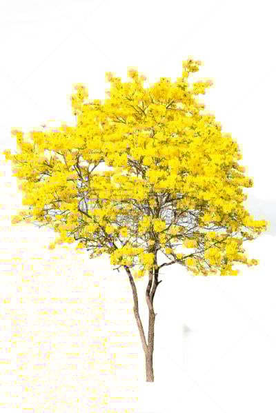 分离着色,金色,白色背景,树苗,小号,垂直画幅,枝繁叶茂,无人,巨大的,夏天