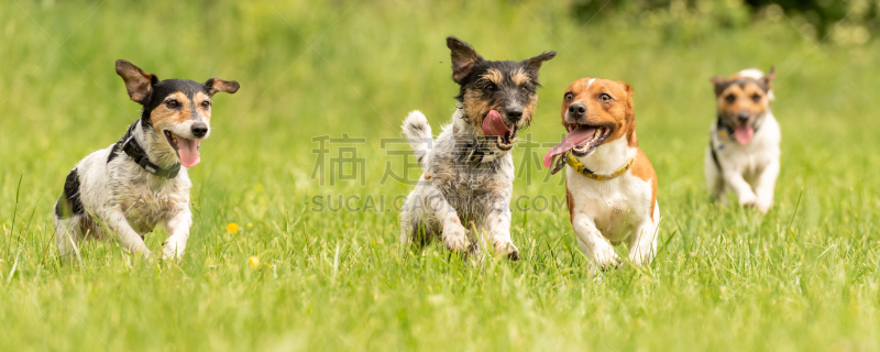 球,草地,杰克拉瑟短腿犬,进行中,兽群,小的,公亩,活力,并排,纯种犬