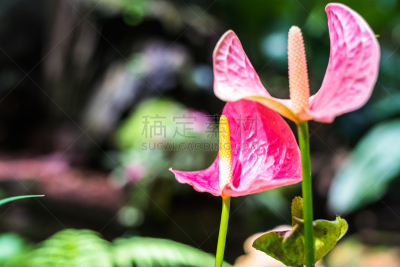 肉穗花序,特写,粉色,仅一朵花,雨林,火烈鸟百合,花烛属,自然,水平画幅,无人