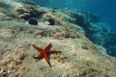 地中海,岩石,水下,星形,红海,赫罗纳省,海洋生命,热带气候,野生动物,海星