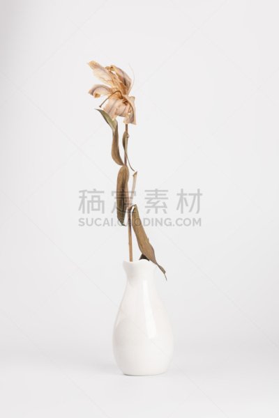百合花,花束,白色,死亡的植物,白色背景,花瓶,占星百合,卷丹,枯萎的,干花