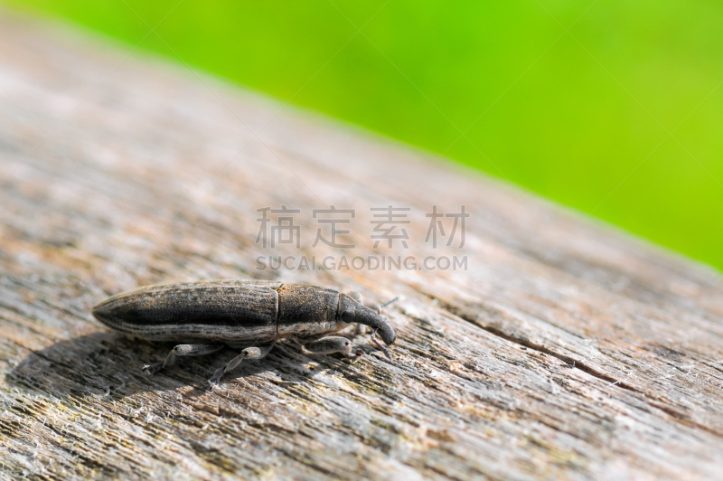 谷类,木制,象鼻虫,褐色,水平画幅,动物身体部位,特写,彩色图片,动物家庭,甲虫