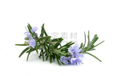 迷迭香,枝,饮食,水平画幅,绿色,无人,白色背景,香料,背景分离,特写