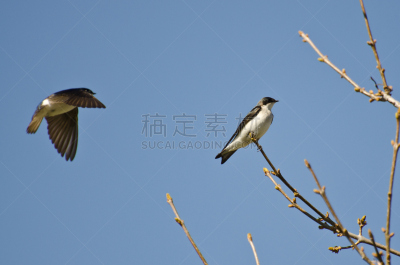 燕子,自然,野生动物,灰色,水平画幅,树燕,鸟类,野外动物,北美,北美歌雀
