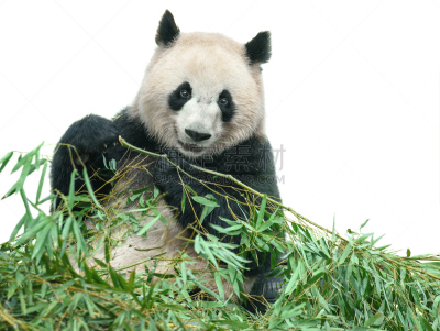 熊猫,叶子,背景分离,竹,白色,分离着色,熊狸,大熊猫,水平画幅,注视镜头
