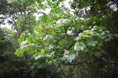 仅一朵花,白色,彩色图片,美,衣柜,水平画幅,美人,夏天,白人,开花时间间隔