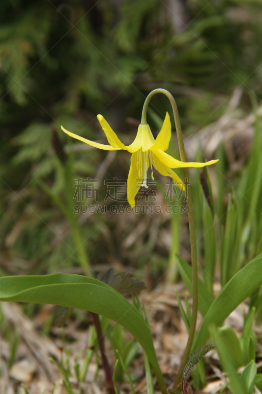 冰川百合,自然,垂直画幅,植物,山,无人,黄色,特写,仅一朵花,摄影