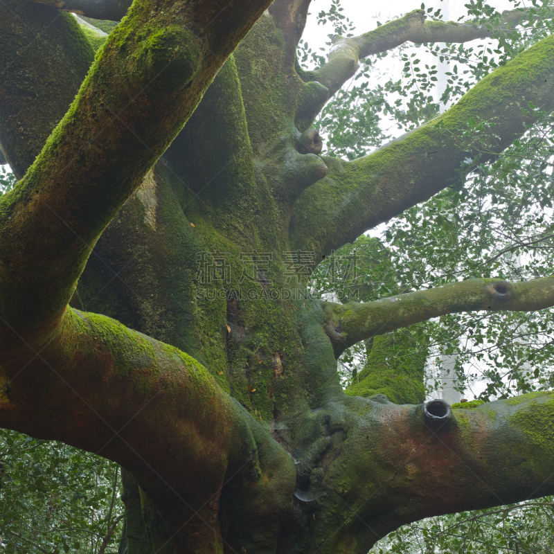 宏伟,森林,灵性,无人,foret de paimpont,布列塔尼,方形画幅,德鲁伊教,2015年,幻想
