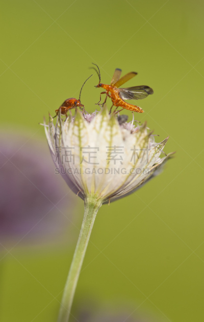 甲虫,垂直画幅,留白,兵甲虫,无人,两只动物,野外动物,夏天,花,坐