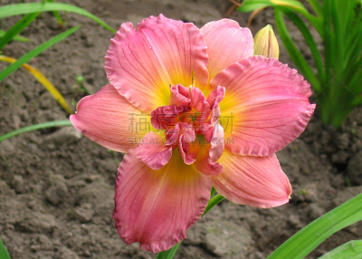 玫瑰,丁香花,自然,美,水平画幅,萱草,无人,户外,单子叶植物,植物