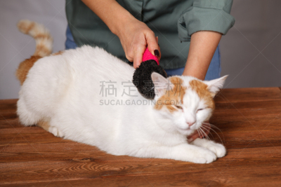 可爱的,头发,白色,宠物,红色,梳子,猫,充满的,躺