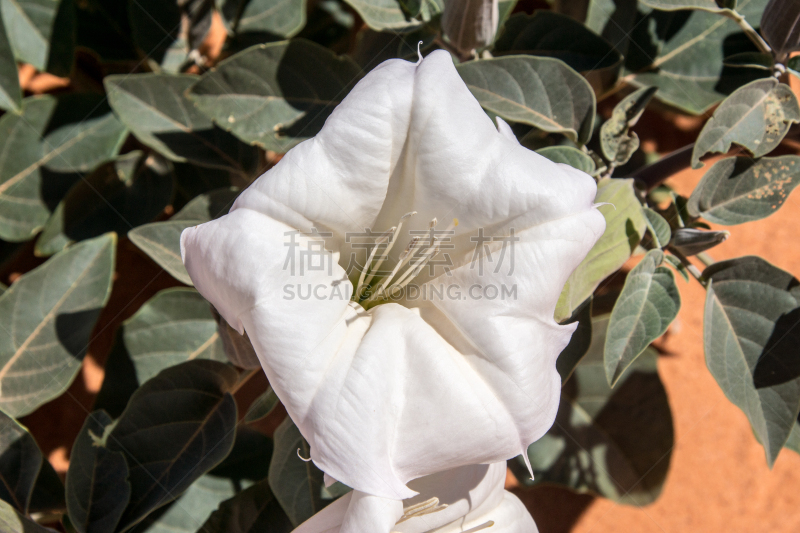 沙漠,美国曼陀罗花,angel's 喇叭,内华达州,植物,水平画幅,沙子,沙丘,无人,户外