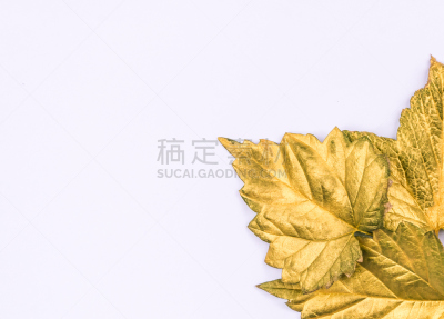 黄金,叶子,白色背景,金叶,镀金的,水平画幅,秋天,无人,手艺,背景分离