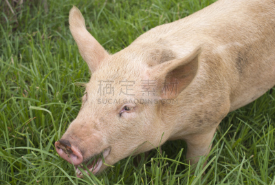 猪,饥饿的,水平画幅,可爱的,户外,兰德瑞斯猪,草,幼小动物,动物主题,散养家禽