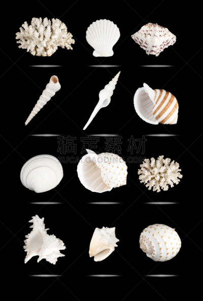 贝壳,自然,垂直画幅,合成图像,无脊椎动物,钙,软体动物,背景分离,黑色背景,白色