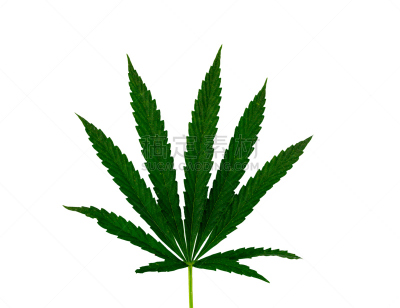 叶子,绿色,白色背景,分离着色,肉碎,水平画幅,符号,禁止的,草,特写