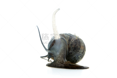 苹果螺,自然,白色,水平画幅,无人,水生动植物,动物,白色背景,背景分离,蜗牛