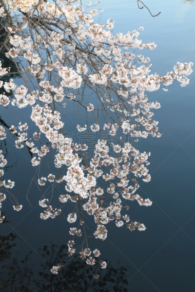 横滨,河流,日本,樱桃树,平视角,奥卡河,吉野樱花,亚洲樱桃树,神奈川县,垂直画幅