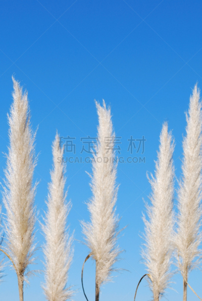 草,植物大小,植物类型,潘帕斯大草原,毛利人,奶油色,垂直画幅,天空,留白,植物属性