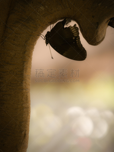 上下颠倒,蝴蝶,黑色,垂直画幅,枝繁叶茂,动物身体部位,夏天,草,白色,蛾