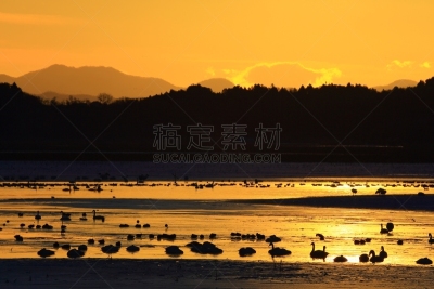冬天,地形,沼泽,寒冷,云,荷花,雪,天鹅,水面,池塘