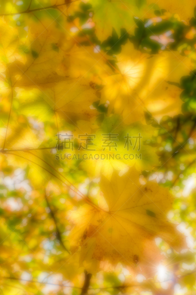 秋天,风景,枫叶,森林,前景聚焦,垂直画幅,公园,褐色,套色版,林区