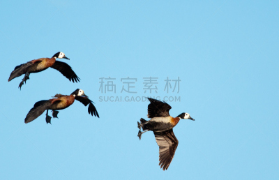 装饰鸭,水平画幅,南部非洲,动物,鸟类,蹼足,动物身体部位,黄嘴鸭,白面鸭,水禽