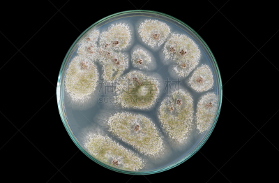 真菌,皮氏培养皿,大特写,分离着色,黑色背景,生物学,微生物学,健康保健,背景分离,药
