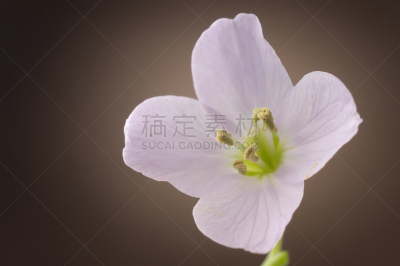草甸碎米荠,仅一朵花,花蕾,自然,图像聚焦技术,选择对焦,水平画幅,无人,碎米荠属植物,特写
