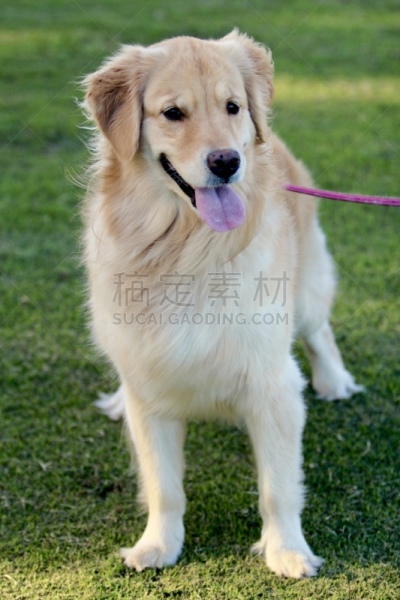 狗,苏俄牧羊犬,爱斯基摩犬,威尔士柯基犬,猎犬,柯利牧羊犬,金毛寻回犬,垂直画幅,美国,寻回犬