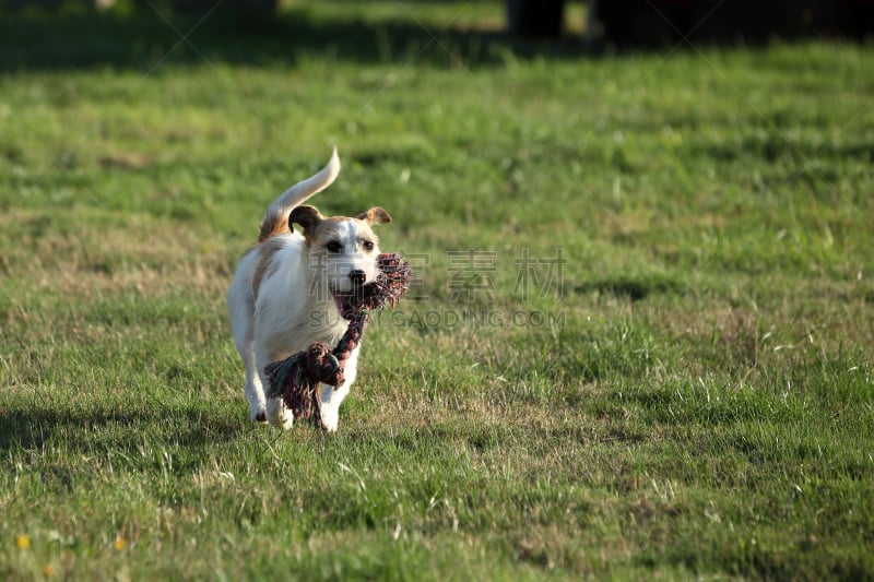 杰克拉瑟短腿犬,体育比赛,纯种犬,水平画幅,嬉戏的,梗犬,哈巴狗,福克斯猎狐犬,2015年,猎犬