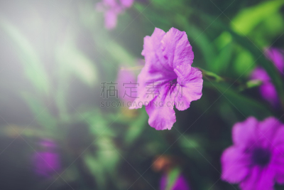 紫色,菜园,自然美,美,水平画幅,无人,夏天,特写,泰国,明亮