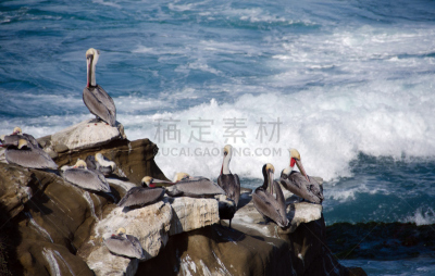 鹈鹕,岩石,拉贺亚市,褐色,水平画幅,海鸟,2015年,蹼足,动物身体部位,hernando cortez