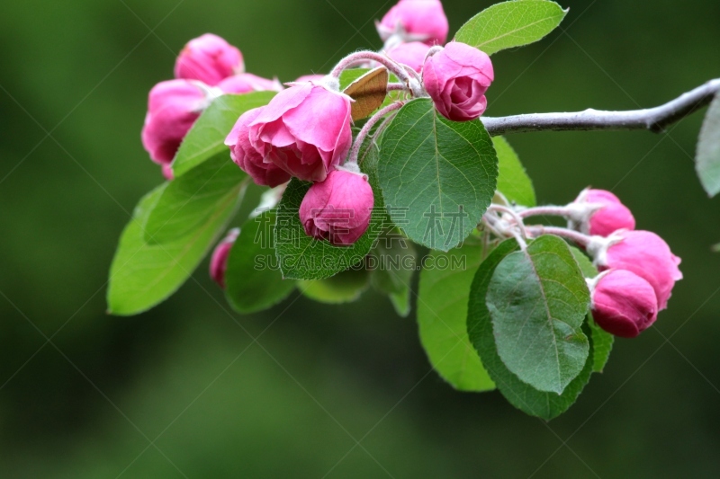 海棠,仅一朵花,粉色,时代华纳大厦,苹果花,天空,水平画幅,无人,优美,特写