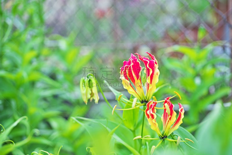 火红色百合,水平画幅,橙色,无人,日本,夏天,红色,春天,热带灌木,植物
