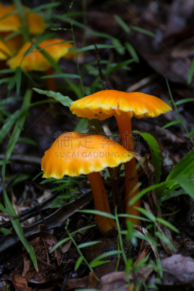 特写,雨林,真菌,橙色,室内地面,库兰达,阿瑟顿高地,毒蘑菇,雨季,垂直画幅