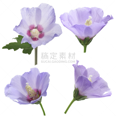 木槿属,紫色,美,无人,夏天,特写,花蕾,白色,植物,彩色图片