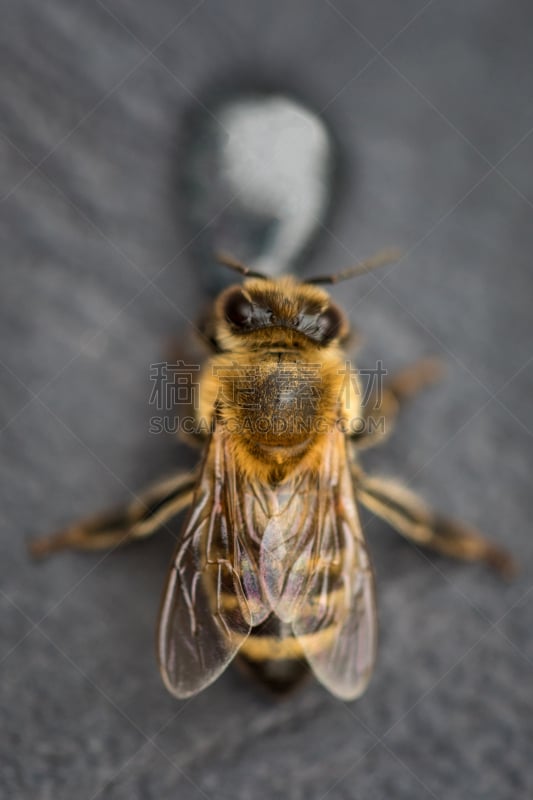 蜂箱,蜜蜂,水滴,蜂蜜,图像,大特写,蜂王浆,蝉,伞形科,beekeeper