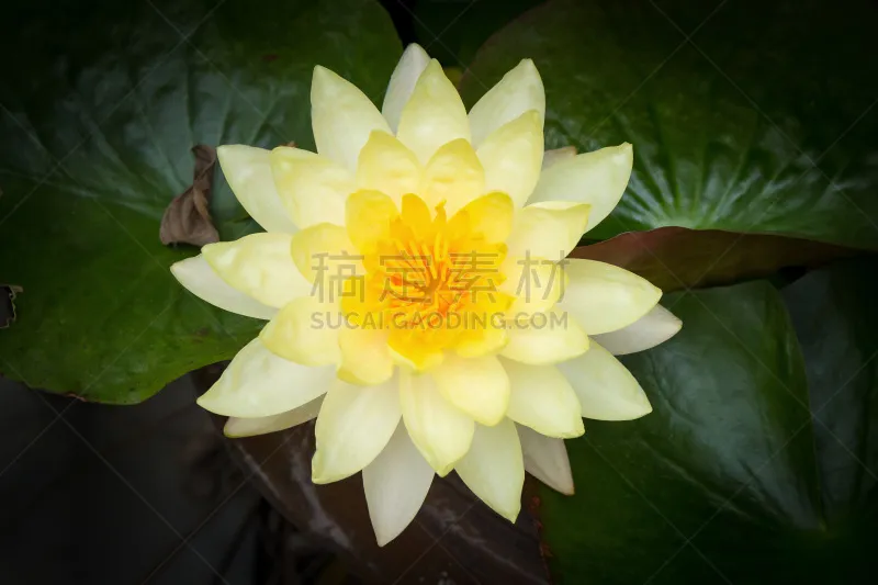 荷花 黄色 自然美 水球 睡莲 百合花 充气筏 水 美 水平画幅图片素材下载 稿定素材 荷花 黄色 自然美 水球 睡莲 百合花 充气筏 水 美 水平画幅图片素材下载 稿定素材