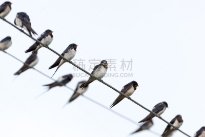 家燕,自然,野生动物,水平画幅,无人,鸟类,鸣鸟,野外动物,户外,一群鸟