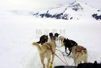朱诺,动物雪车,雪橇犬,阿拉斯加,狗,冰河,体育团队,狗拉雪橇驾驶员,动物拉雪橇比赛,动物挽具
