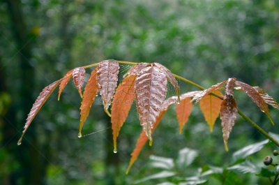 叶子,水平画幅,祈雨舞,雨滴,暴雨,户外,季候风,自然美,雨,雨季