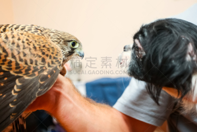 雌猎鹰,北京犬,狗,猎鹰,动物手,选择对焦,褐色,四肢,食肉鸟,水平画幅