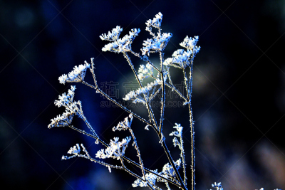 雪,枝,自然,植物,水平画幅,冬天,无人,蓝色,雾淞,户外