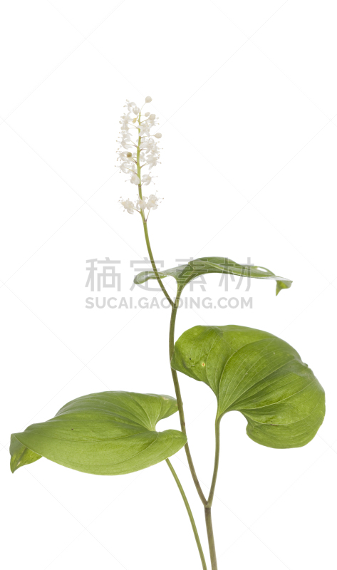 铃兰,垂直画幅,小的,无人,白色背景,野生植物,仅一朵花,野花,花